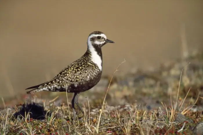 Framed Print : American Golden Plover - female Seward Peninsula, Alaska Framed Print : American Golden Plover - female Seward Peninsula, Alaska