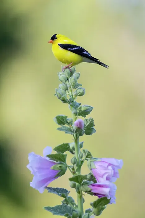 Framed Print : American goldfinch male on hollyhock, Marion County, Illinois. Date: 23-06-2021 Framed Print : American goldfinch male on hollyhock, Marion County, Illinois. Date: 23-06-2021