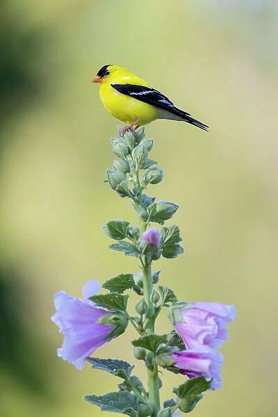 American goldfinch male on hollyhock, Marion County, Illinois. Date: 23-06-2021