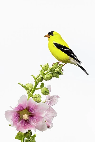 American goldfinch male on hollyhock, Marion County
