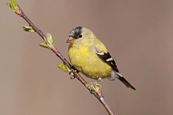 American Goldfinch. Male molting into spring plumage. April in CT. USA