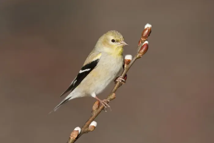 Framed Print : American Goldfinch - male in winter plumage. November, CT USA Framed Print : American Goldfinch - male in winter plumage. November, CT USA