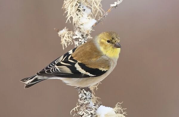 American Goldfinch - in winter plumage - January in CT - USA