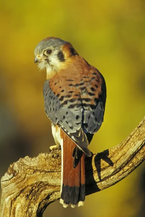 Framed Print : American Kestrel Colorado, USA b5987 Framed Print : American Kestrel Colorado, USA b5987