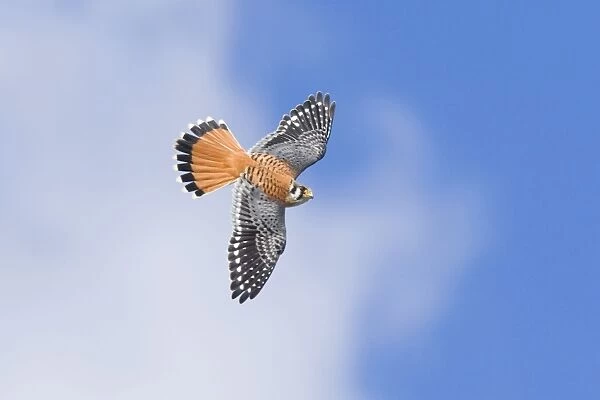 American Kestrel male, Falco sparverius. Smallest falcon in North America. Cape May, New Jersey in October migration