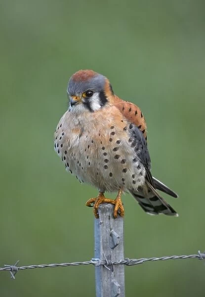 American Kestrel male hunting from fence post