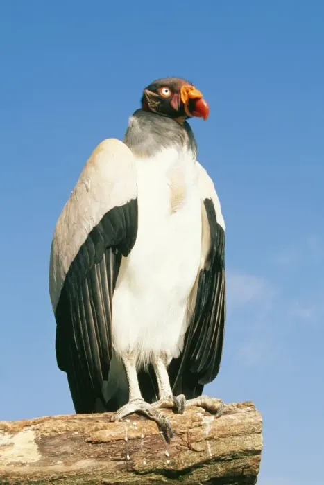 Framed Print : American King Vulture WAT 4523 Sarcoramphus papa © M. Watson / ardea. com Framed Print : American King Vulture WAT 4523 Sarcoramphus papa © M. Watson / ardea. com