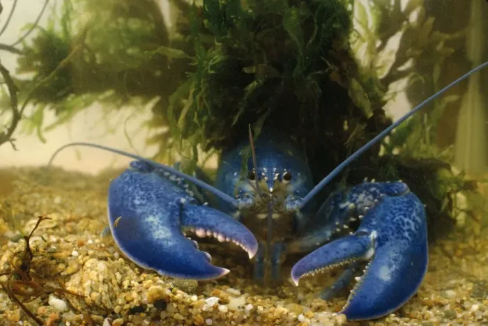 Framed Print : American Lobster