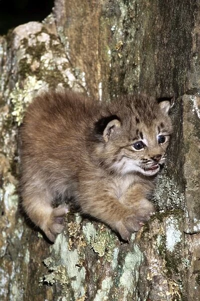 American Lynx - kitten