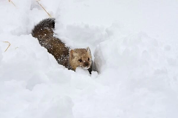 American Marten - in snow. Montana - USA