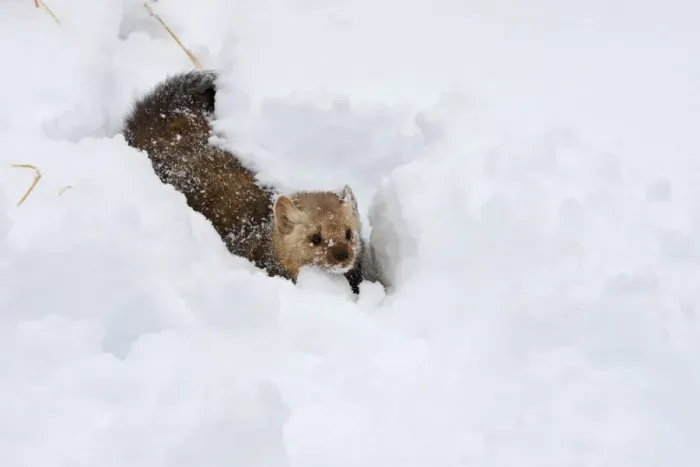 Framed Print : American Marten - in snow. Montana - USA Framed Print : American Marten - in snow. Montana - USA