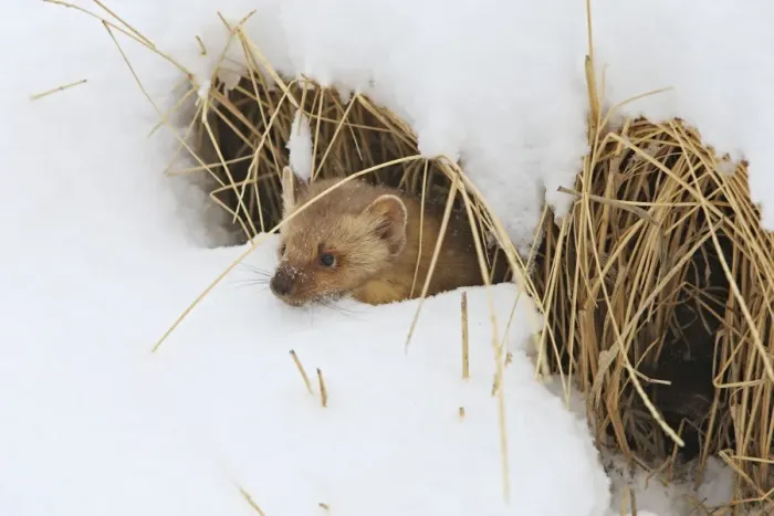 Framed Print : American Marten - in snow. Montana - USA Framed Print : American Marten - in snow. Montana - USA