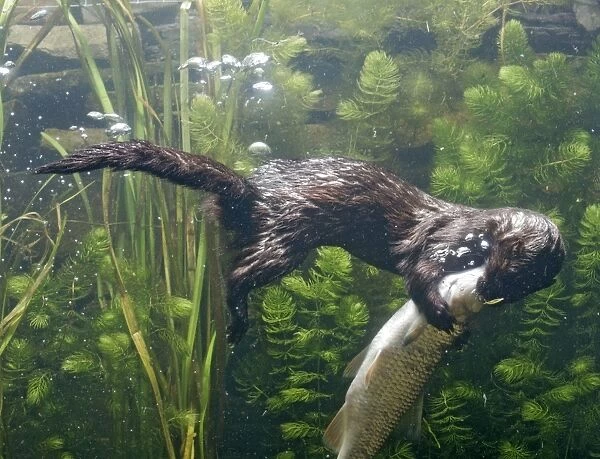 American Mink – swimming underwater side view – alien species in UK UK