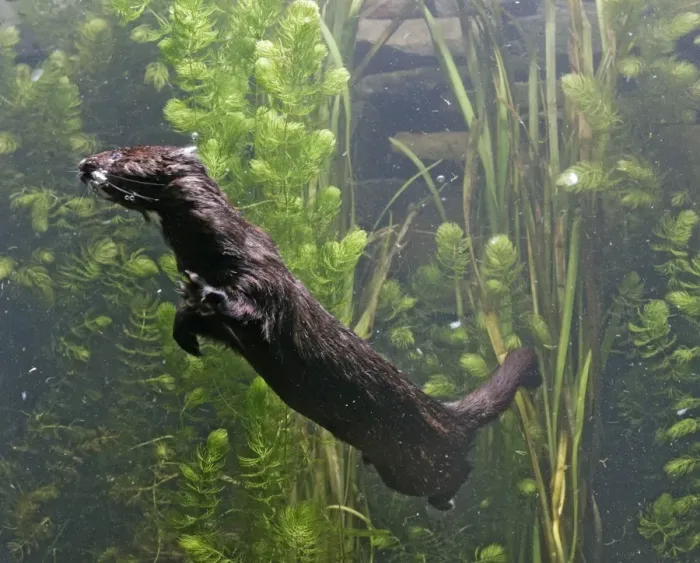 Framed Print : American Mink – swimming underwater side view – alien species in UK UK Framed Print : American Mink – swimming underwater side view – alien species in UK UK