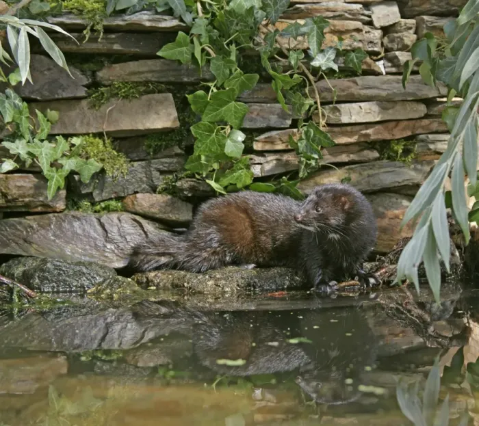 Framed Print : American Mink – swimming underwater side view – alien species in UK UK Framed Print : American Mink – swimming underwater side view – alien species in UK UK