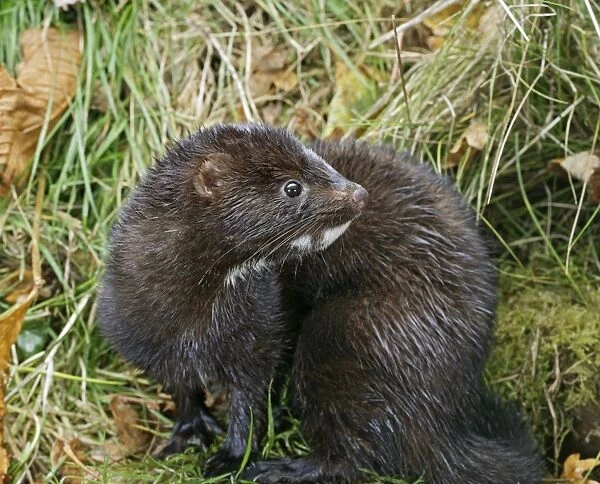 American Mink - side view, autumn North America 002996