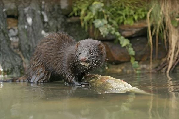 American Mink – front view eating perch by waterfall – alien species UK