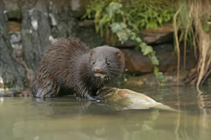 Framed Print : American Mink – front view eating perch by waterfall – alien species UK Framed Print : American Mink – front view eating perch by waterfall – alien species UK