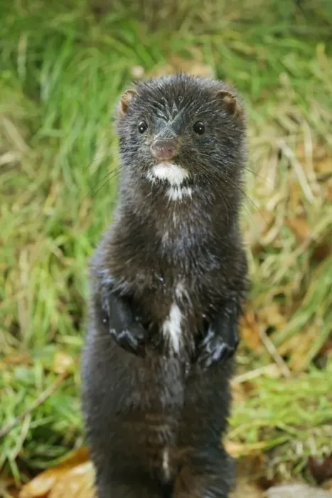 Framed Print : American Mink - front view, standing upright, autumn North America 003003 Framed Print : American Mink - front view, standing upright, autumn North America 003003