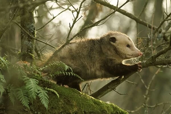 American Opossum - In forest. Ridgefield National Wildlife Refuge Washington, North America. Mp28