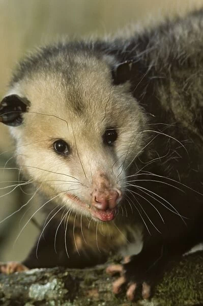 American Opossum - Ridgefield National Wildlife Refuge, NWR, Washington, North America Mp24