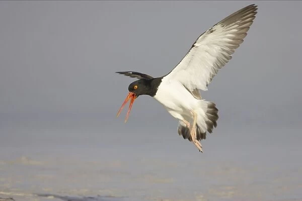 American Oystercatcher calling as it comes in to land. Fort de Soto, florida, USA BI001956