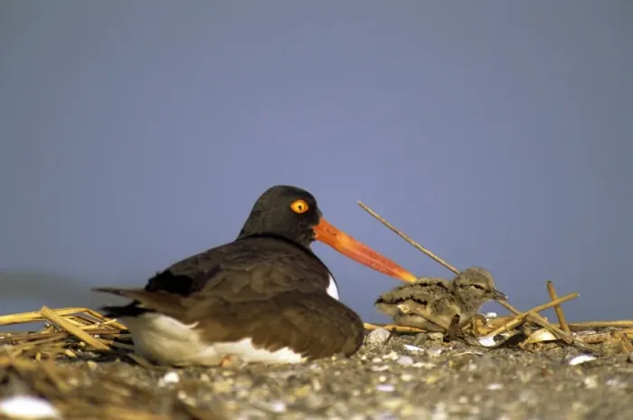 Framed Print : American Oystercatcher - milford CT - USA Framed Print : American Oystercatcher - milford CT - USA