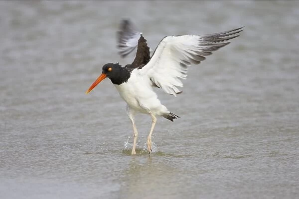 American Oystercatcher wing flapping after washing. Fort de Soto, florida, USA BI001941