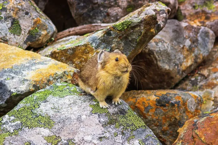 Framed Print : American Pika (Ochotona princeps), Jasper National Park, Alberta, Canada Date: 25-05-2021