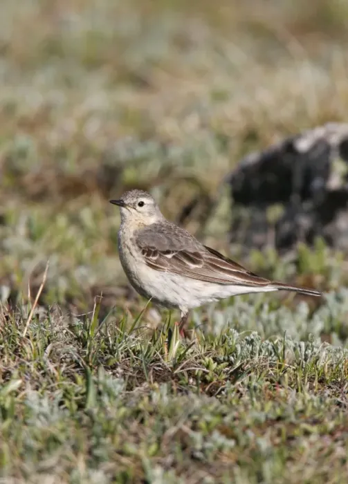 Framed Print : American Pipit Framed Print : American Pipit