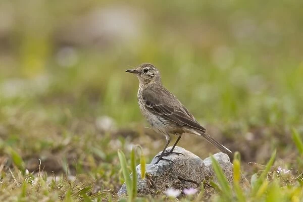 American Pipit - Snowy Range - Wyoming in July - USA