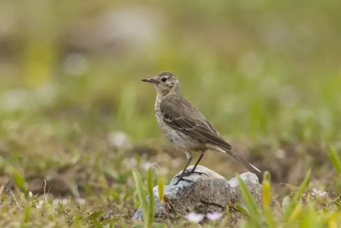 Framed Print : American Pipit - Snowy Range - Wyoming in July - USA Framed Print : American Pipit - Snowy Range - Wyoming in July - USA