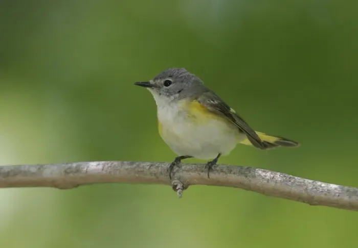 Framed Print : American Redstart - female Framed Print : American Redstart - female