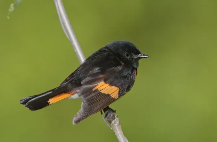 Framed Print : American Redstart - male - May - CT - USA Framed Print : American Redstart - male - May - CT - USA
