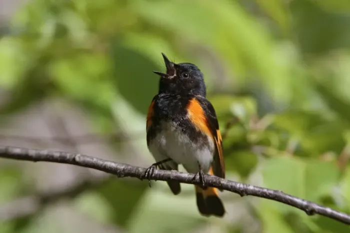 Framed Print : American Redstart - male singing - May - CT - USA Framed Print : American Redstart - male singing - May - CT - USA
