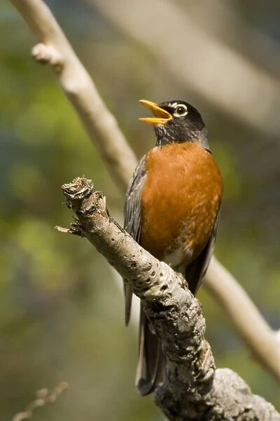 American Robin - Calling - A common well known bird often seen on lawns searching for insects and earthworms-In cold weather prefers moist woods or fruit-bearing trees-Adult is orangebreasted (head of female is paler than male's)