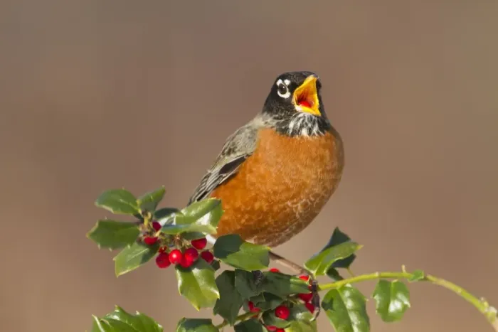 Framed Print : American Robin - eating holly berries in winter. January in Connecticut, USA Framed Print : American Robin - eating holly berries in winter. January in Connecticut, USA
