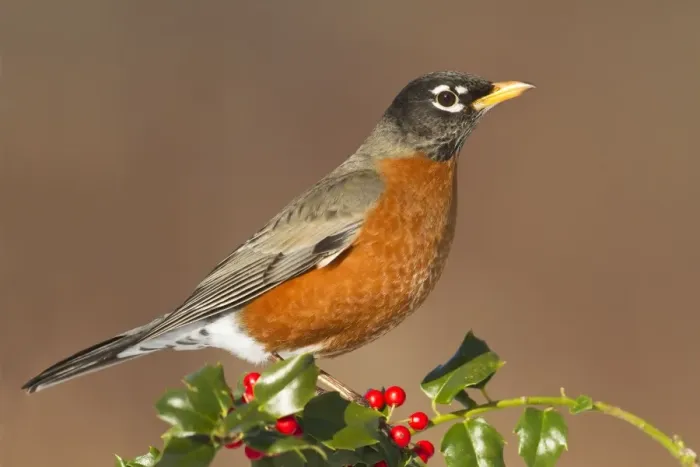 Framed Print : American Robin - with holly berries in winter. January in Connecticut, USA Framed Print : American Robin - with holly berries in winter. January in Connecticut, USA