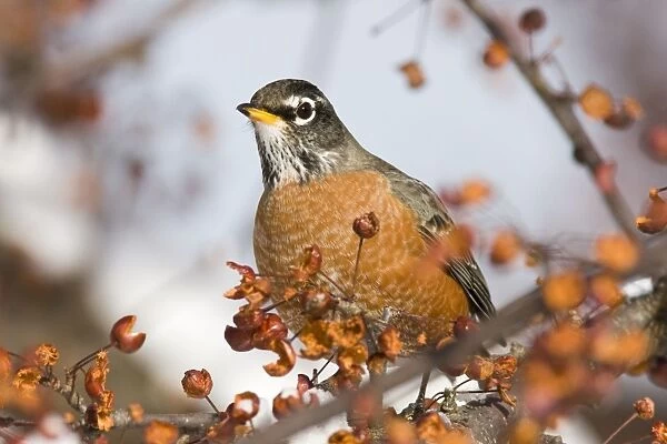 American Robin - in winter. Connecticut in January. USA