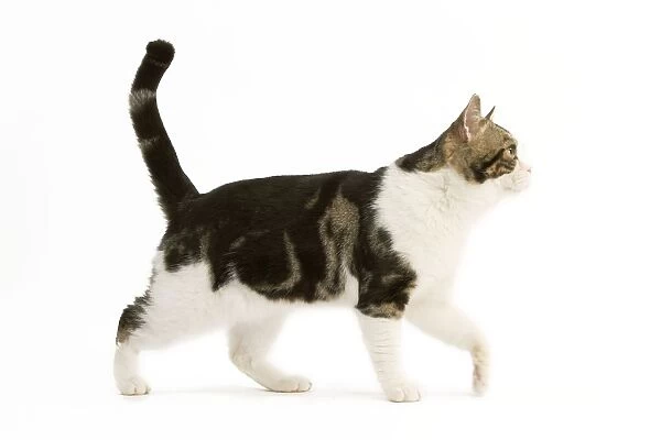 American Shorthair Cat - white & brown tabby