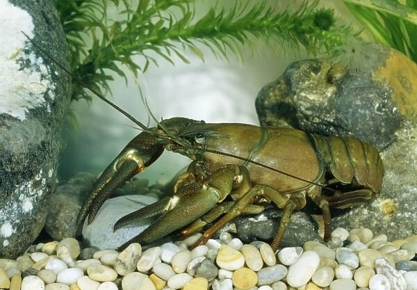 American signal Crayfish BB 389 Pacifastacus lenuisculus © Brian Bevan  /  ARDEA LONDON