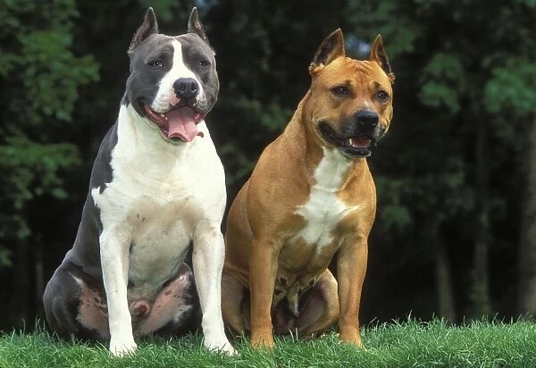 American Staffordshire Terrier Dogs - Two sitting together