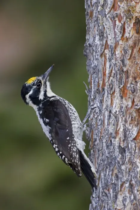 Framed Print : American Three-toed Woodpecker. Male. Found in boreal forests and montane coniferous forests across North America. Wyoming in July. USA Framed Print : American Three-toed Woodpecker. Male. Found in boreal forests and montane coniferous forests across North America. Wyoming in July. USA