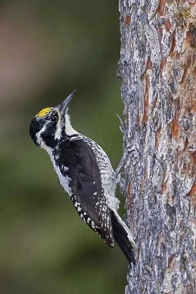 American Three-toed Woodpecker. Male. Found in boreal forests and montane coniferous forests across North America. Wyoming in July. USA
