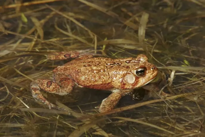 Framed Print : American Toad Framed Print : American Toad