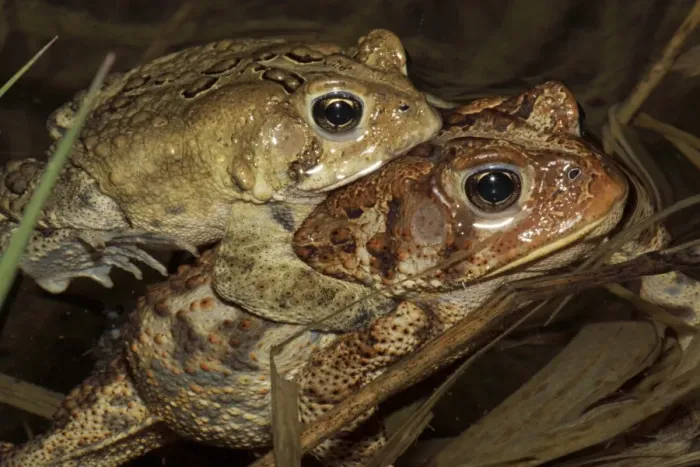 Framed Print : American Toad (Bufo americanus) - Pair in amplexus - New York - USA - Hop toad - Widespread and abundant in eastern United States and Canada - Found in suburban backyards to woodland