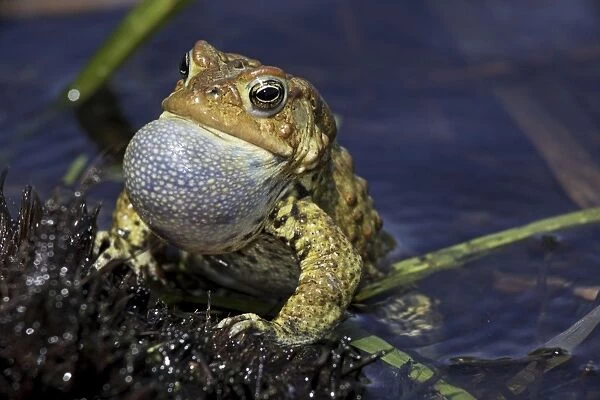 American Toad (Bufo americanus) - Male calling to attract female - New York - USA - 'Hop toad' - Widespread and abundant in eastern United States and Canada - Found in suburban backyards to woodland