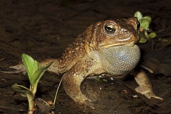 American Toad (Bufo americanus) - Male calling to attract female - New York - USA - 'Hop toad' - Widespread and abundant in eastern United States and Canada - Found in suburban backyards to woodland