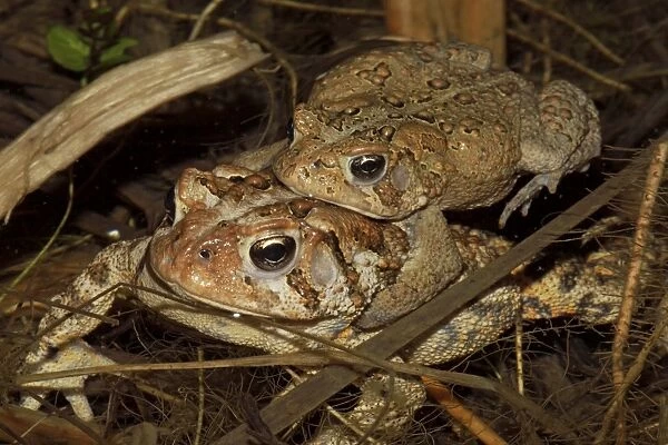 American Toad (Bufo americanus) - Pair in amplexus - New York - USA - 'Hop toad' - Widespread and abundant in eastern United States and Canada - Found in suburban backyards to woodland