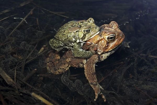 American Toad (Bufo americanus) - Pair in amplexus - Laying eggs - New York - USA - 'Hop toad' - Widespread and abundant in eastern United States and Canada - Found in suburban backyards to woodland